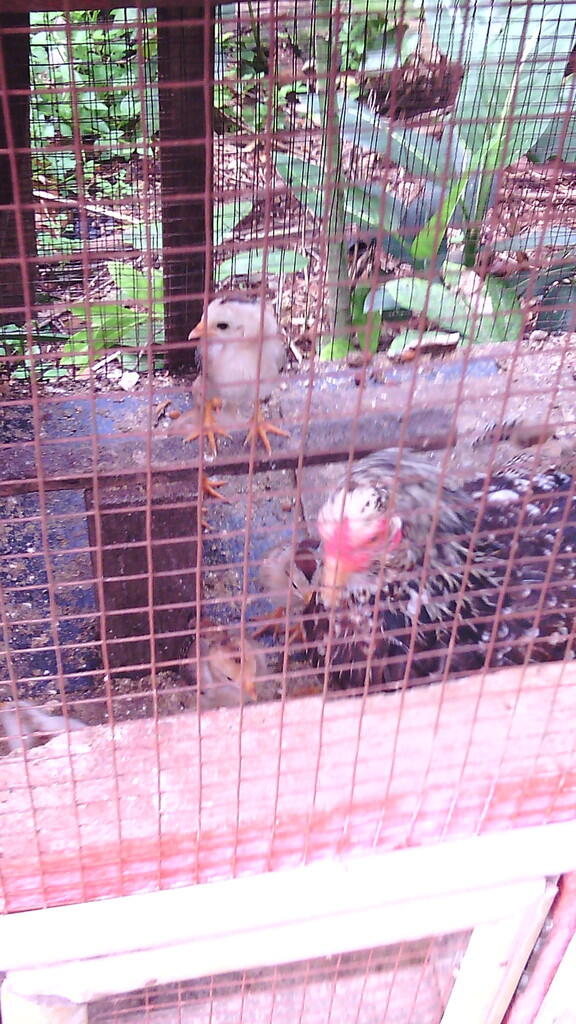 JUAL AYAM KETAWA