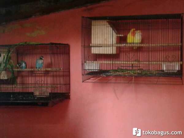 Lovebird holland mata merah siap produksi bisa barter atau tt