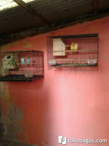 Lovebird holland mata merah siap produksi bisa barter atau tt