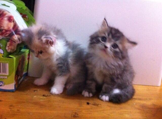 Kitten for adopt (dijual kitten/ anak kucing)white solid,delute calico, 3warna jantan