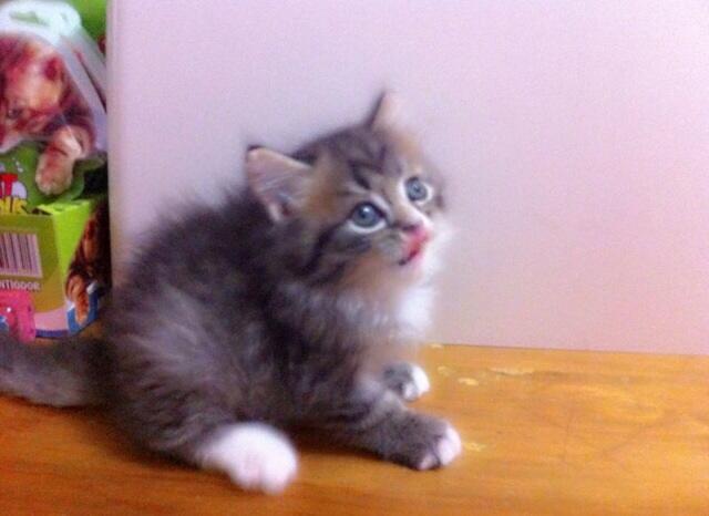 Kitten for adopt (dijual kitten/ anak kucing)white solid,delute calico, 3warna jantan