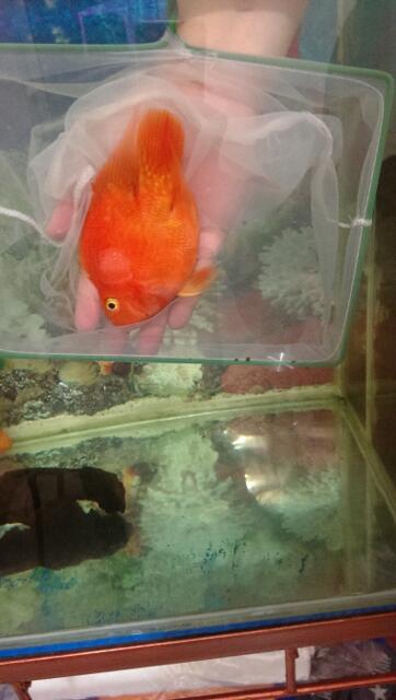 OBRAL!! SALE Ikan Red Perrot 11 ekor -> 750 rb saja