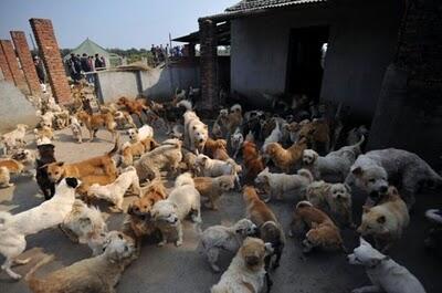 Waw,, Wanita Ini Memelihara 1500 Anjing Dan 200 Kucing