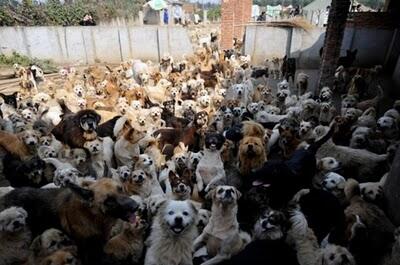 Waw,, Wanita Ini Memelihara 1500 Anjing Dan 200 Kucing