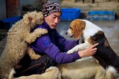 Waw,, Wanita Ini Memelihara 1500 Anjing Dan 200 Kucing
