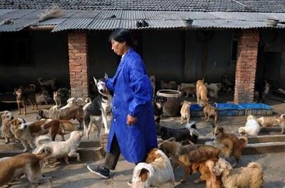 Waw,, Wanita Ini Memelihara 1500 Anjing Dan 200 Kucing