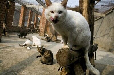 Waw,, Wanita Ini Memelihara 1500 Anjing Dan 200 Kucing
