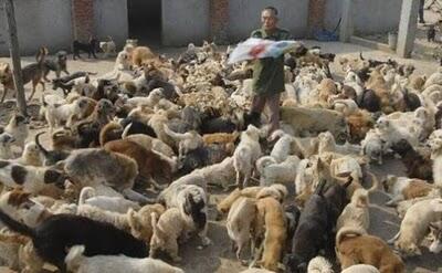 Waw,, Wanita Ini Memelihara 1500 Anjing Dan 200 Kucing