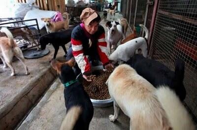 Waw,, Wanita Ini Memelihara 1500 Anjing Dan 200 Kucing