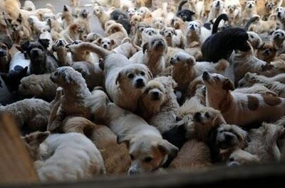 Waw,, Wanita Ini Memelihara 1500 Anjing Dan 200 Kucing
