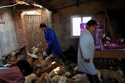 Waw,, Wanita Ini Memelihara 1500 Anjing Dan 200 Kucing
