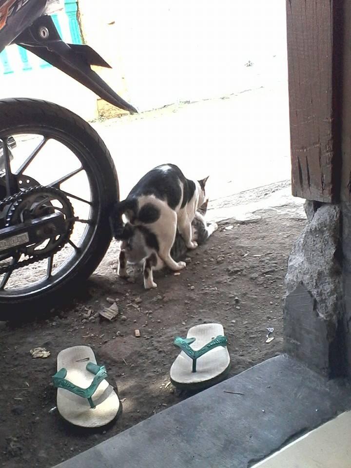 bosen dengan "DOGGY STYLE"??? boleh coba gaya yang satu ini "CATTY STYLE"