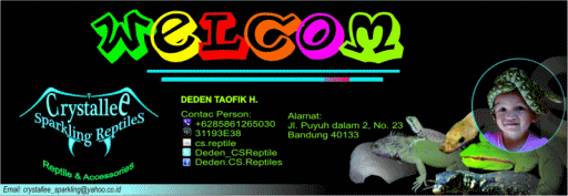 Retic Jawa Baby
