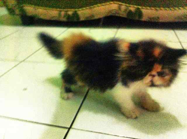 Kucing Persia Peaknose Calico Lucu