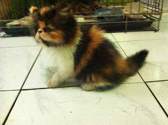 Kucing Persia Peaknose Calico Lucu