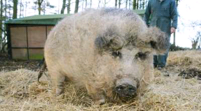 Wow, Ada Babi Berbulu Domba di
Inggris