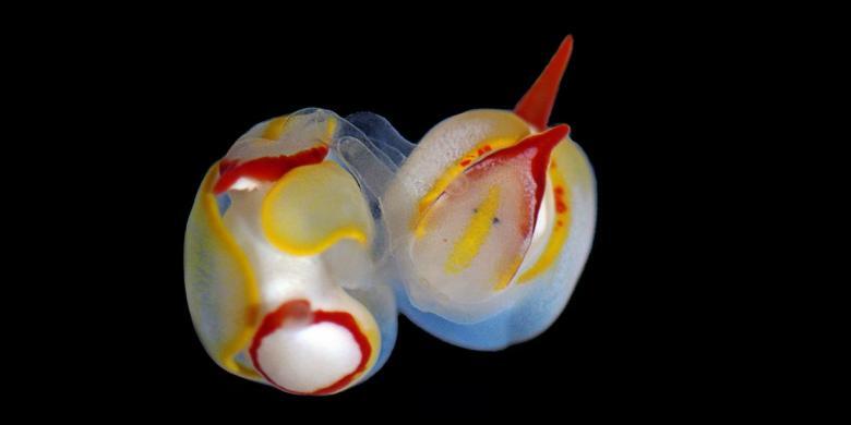 Siput Laut Saling Menusuk Kepala Pasangan Saat Kawin