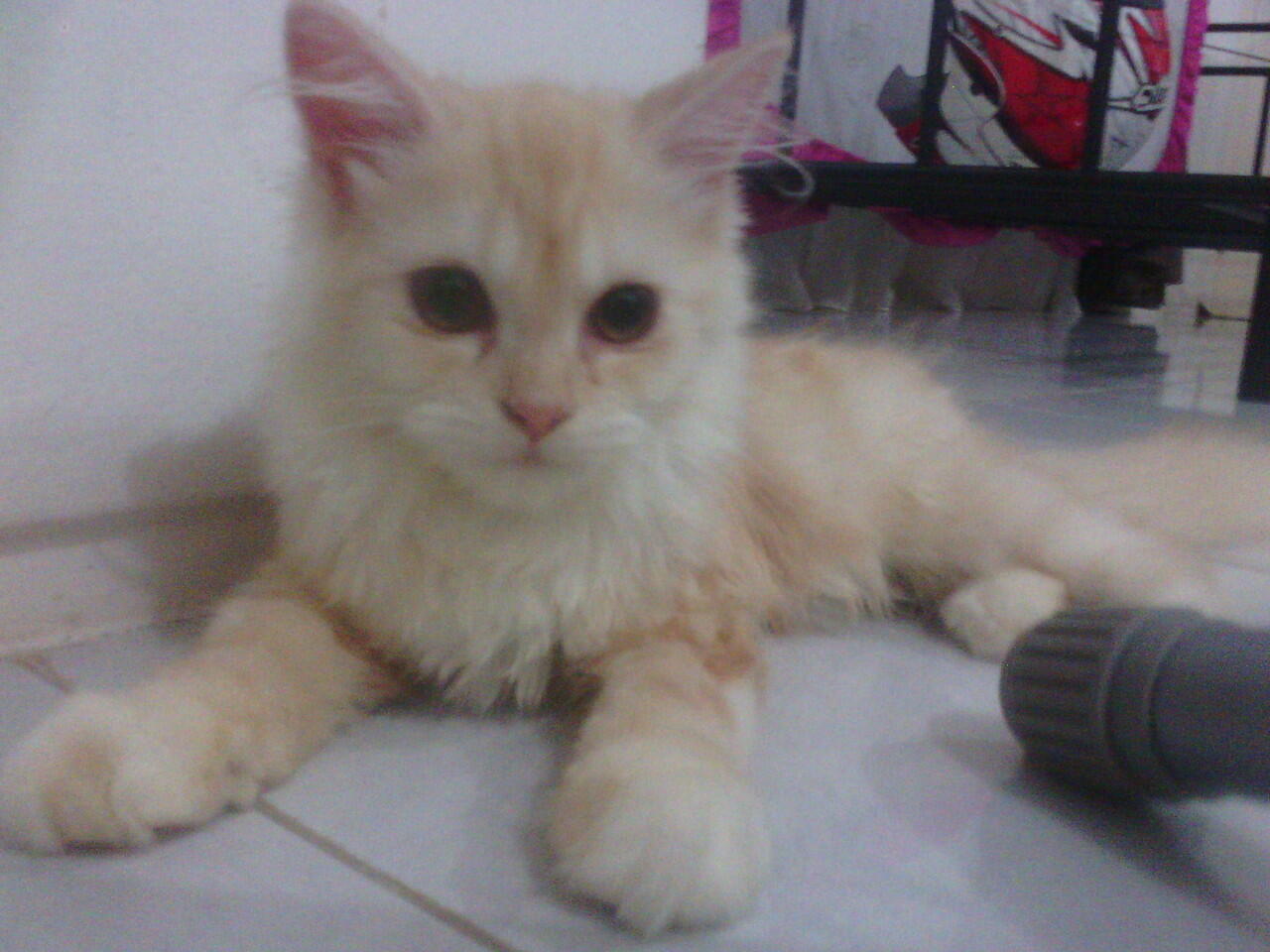 Kucing Betina 2 Ekor Warna Unik Kitten 5 Bulan