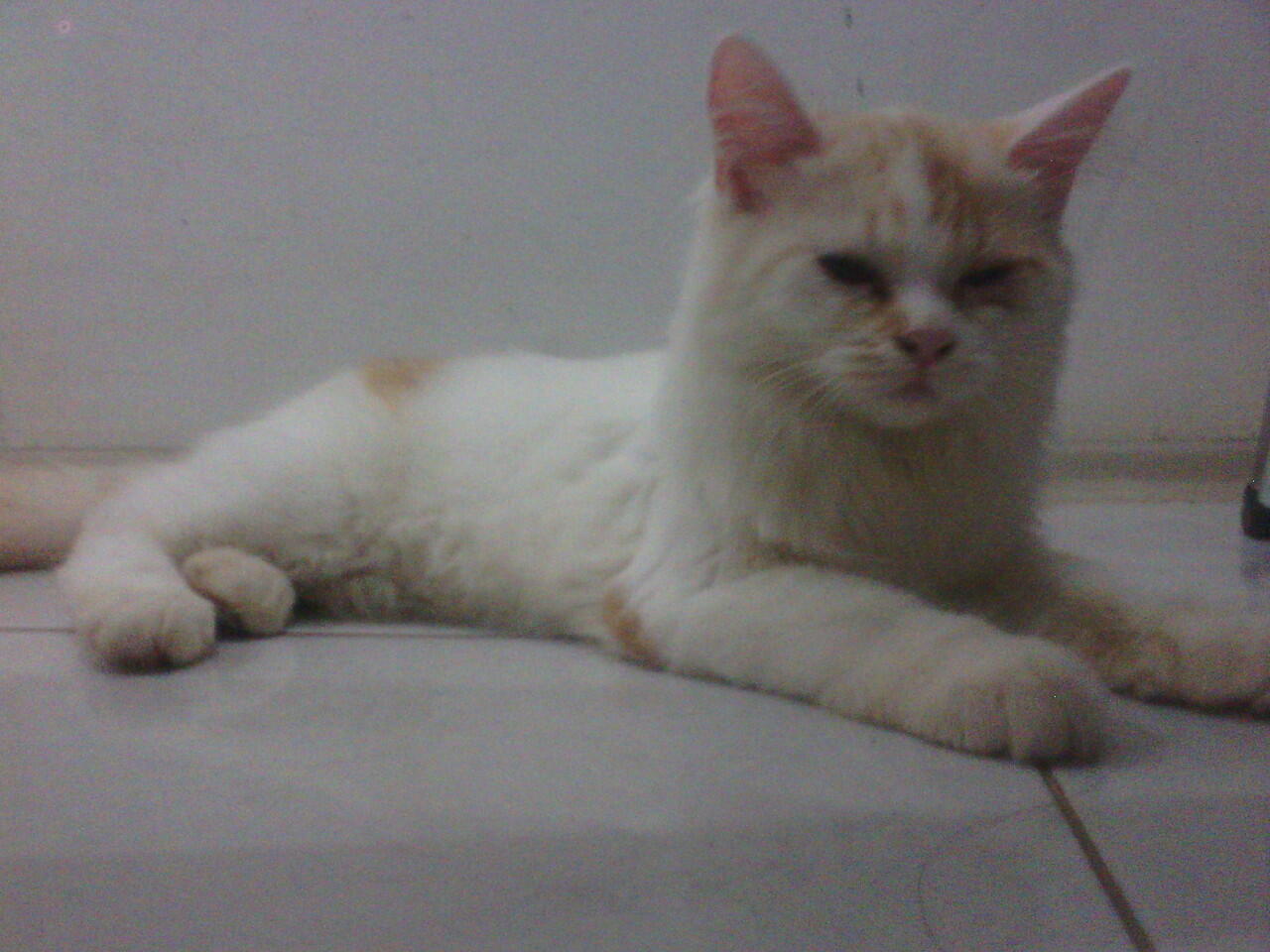 Kucing Betina 2 Ekor Warna Unik Kitten 5 Bulan