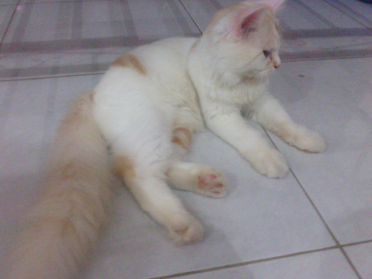 Kucing Betina 2 Ekor Warna Unik Kitten 5 Bulan