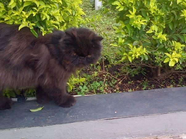kucing persia peaknouse extreme 