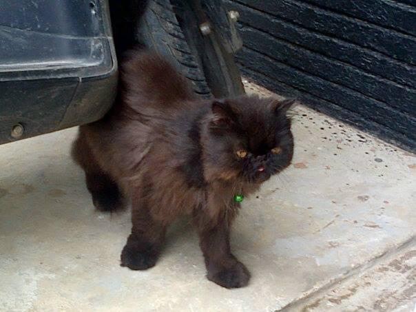 kucing persia peaknouse extreme 