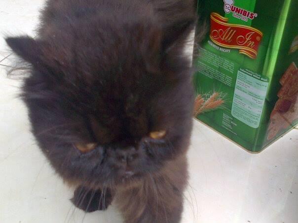 kucing persia peaknouse extreme 