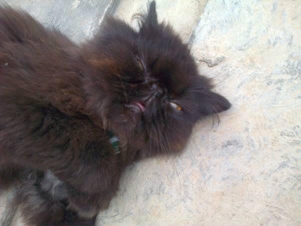 kucing persia peaknouse extreme 