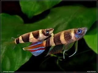 Ikan Hias Aquascape (RedNose, Cardinal,Neon Tetra,dll)