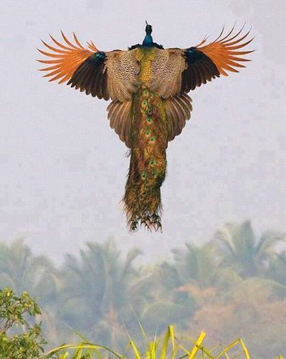 Pernah liat burung merak Terbang mengepakan sayapnya?