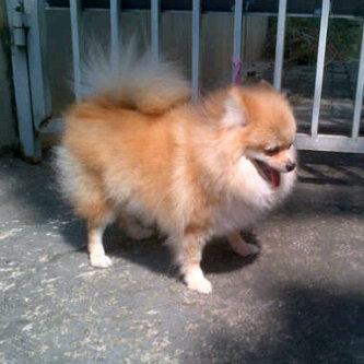 indukan minipom