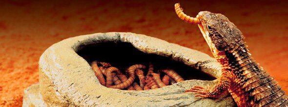 WTS; Worm dish exo - terra small & large untuk reptile gecko ular varanus