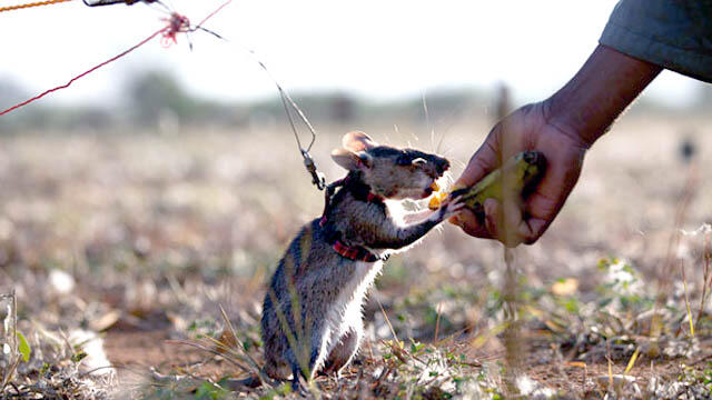 Tikus Super Ini Temukan Ranjau Darat Lewat Penciuman