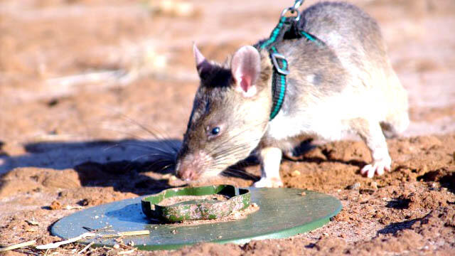 Tikus Super Ini Temukan Ranjau Darat Lewat Penciuman