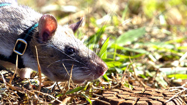Tikus Super Ini Temukan Ranjau Darat Lewat Penciuman