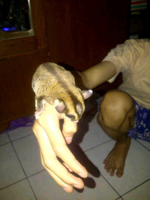Jual sugar glider BANDUNG..!!!!