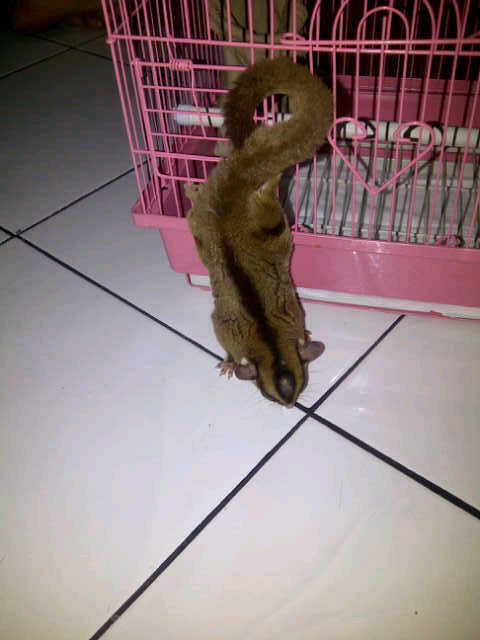 Jual sugar glider BANDUNG..!!!!