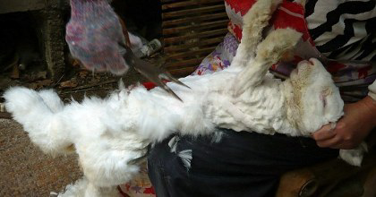 [pict] ga tega ane liatnya gan.. kejam..