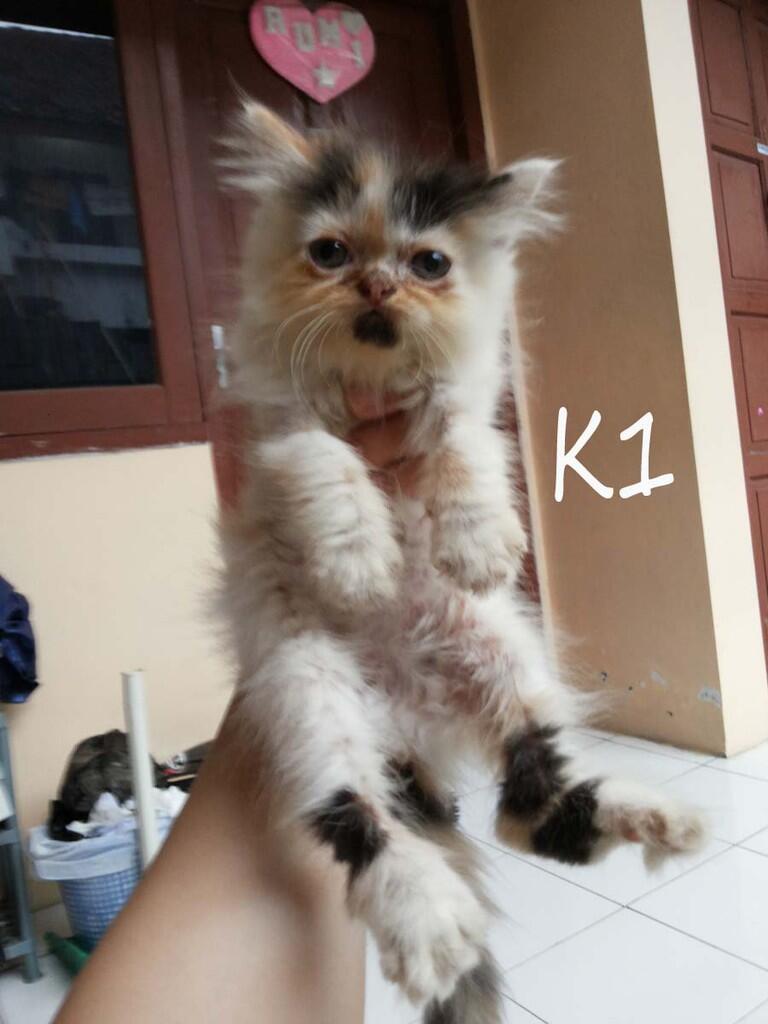 di cari yg mau adopsi kitten persia ane