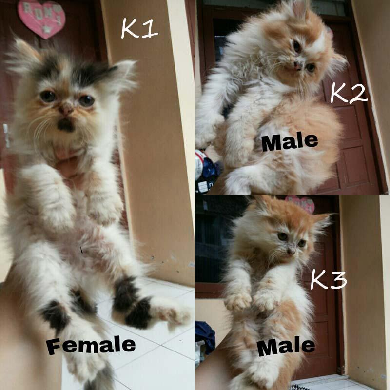 di cari yg mau adopsi kitten persia ane