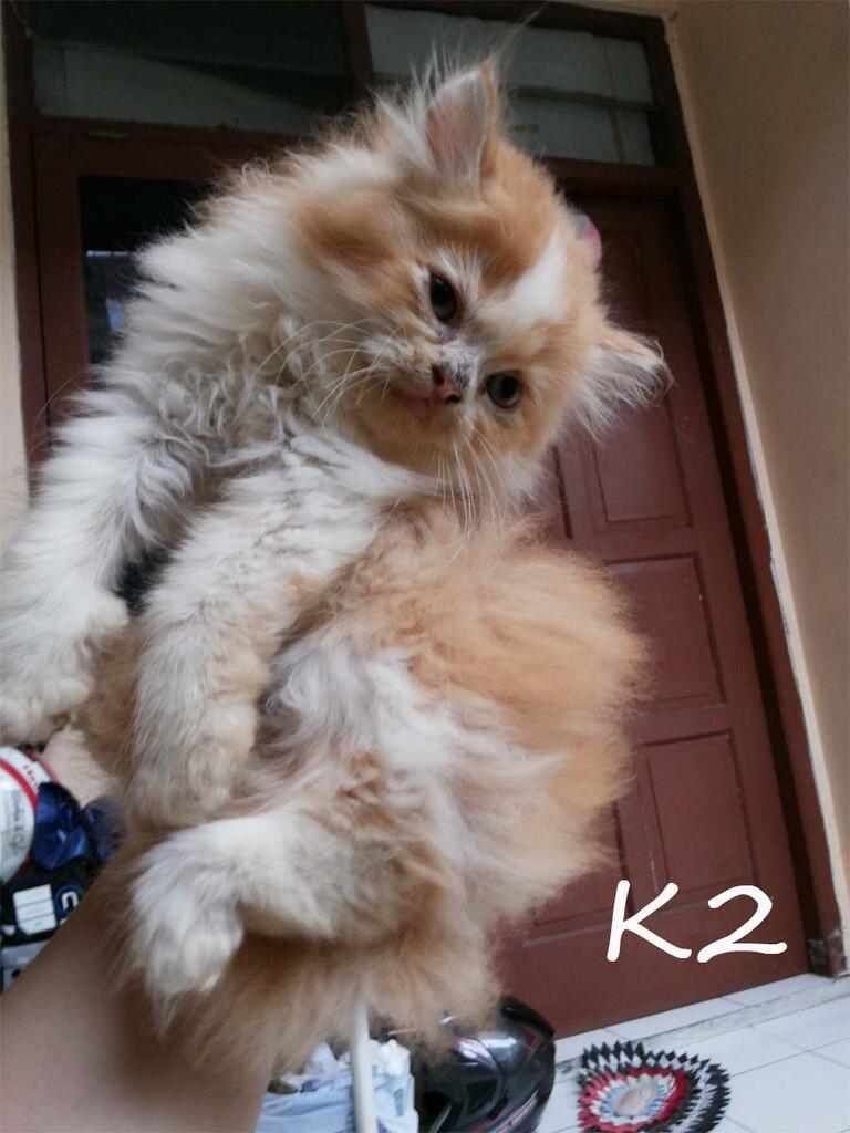 di cari yg mau adopsi kitten persia ane
