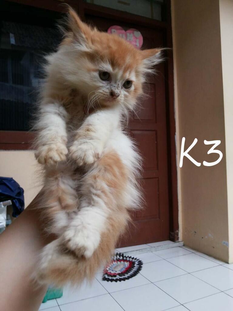 di cari yg mau adopsi kitten persia ane