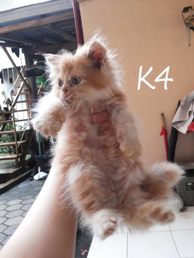 di cari yg mau adopsi kitten persia ane
