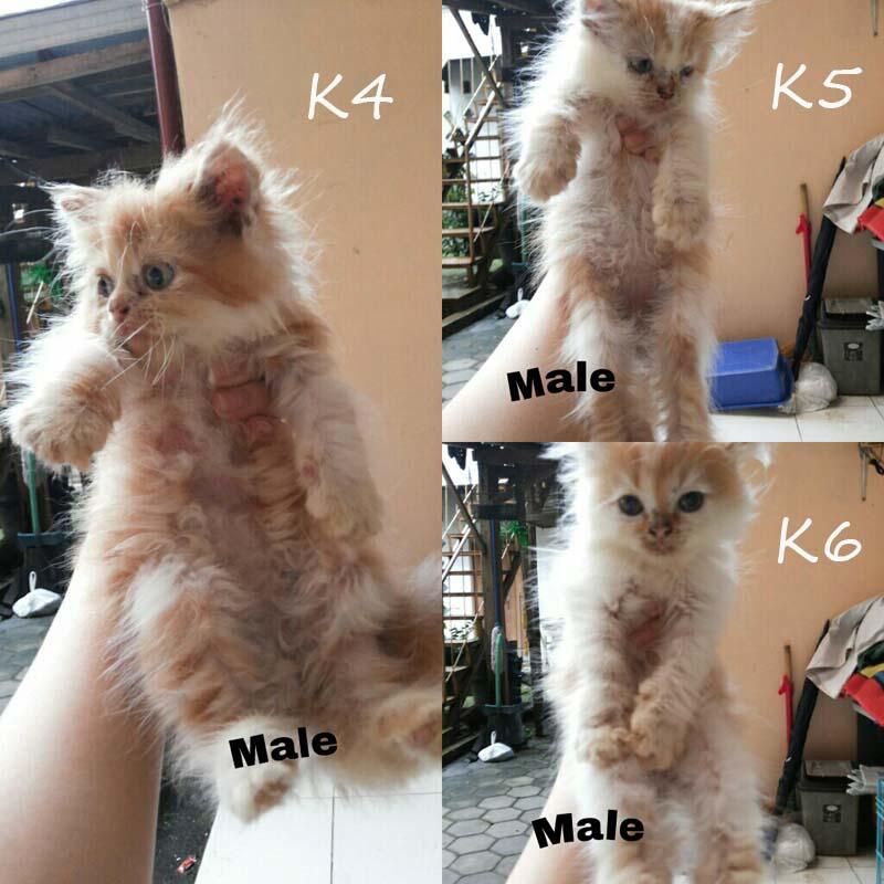 di cari yg mau adopsi kitten persia ane