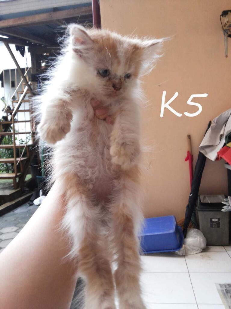 di cari yg mau adopsi kitten persia ane