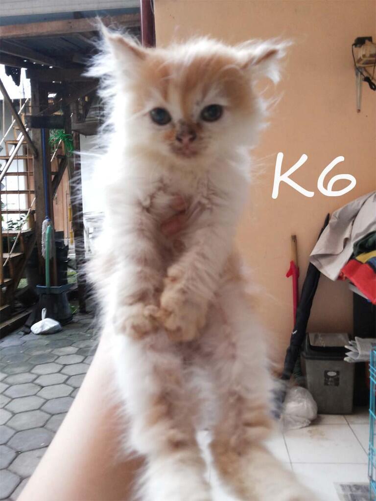 di cari yg mau adopsi kitten persia ane