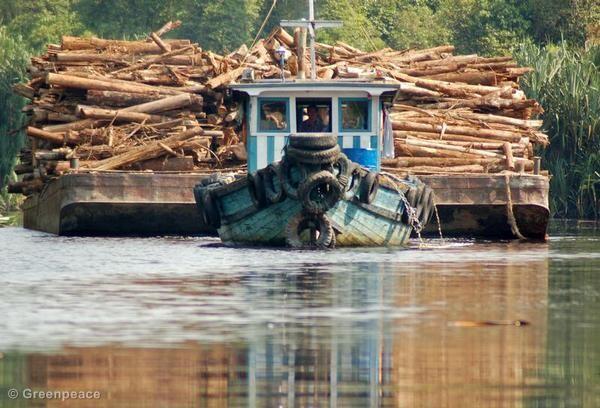 Mari Kita Selamatkan Hutan Nusantara (Threads Akhir Tahun 2013 dari Ane)