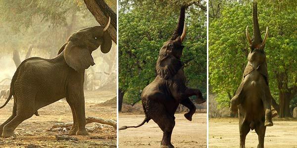 Unduh 480 Koleksi Gambar Gajah Dan Jerapah Paling Baru HD