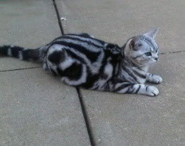 Terjual Dicari Kucing American Shorthair Pure