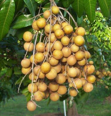Kandungan Nutrisi dan Manfaat Buah Kelengkeng